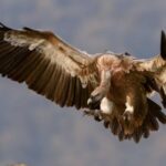 Laptop Ram (product category overview and IT requirements)