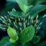 MSI Graphic Card (product category overview and IT requirements)