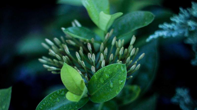 MSI Graphic Card (product category overview and IT requirements)